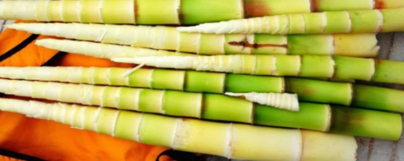 竹笋可以生吃吗为什么(竹笋不浸泡3小时可以吃吗)