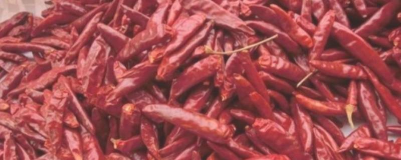 干辣椒泡水的作用(干辣椒为什么要先用水泡)