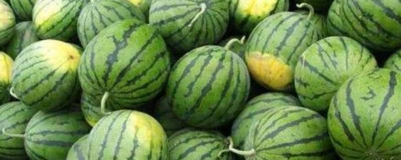 西瓜里面含有什么物质(西瓜里面含些什么东西)
