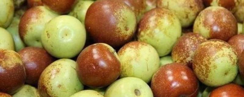 冬枣路上运输三天会坏吗(冬枣邮寄5天会坏吗)