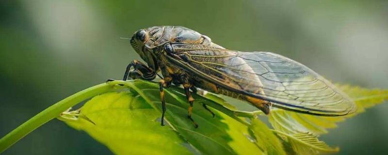 蝉为什么没有肚子(蝉为什么没有内脏还能活)