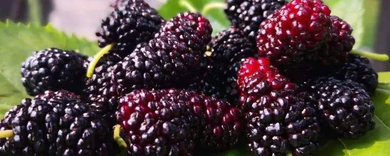 桑葚怎样晒干(怎么洗白果)