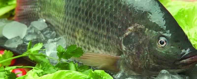 常吃的鱼的图片(常吃的鱼品种)