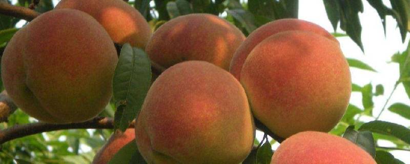 痒痒粉怎么做好吃又简单(超简单的痒痒粉怎么做)