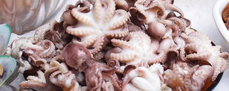 八爪鱼哪种的最好吃(八爪鱼营养价值功效介绍)