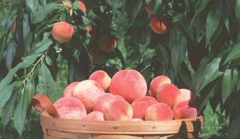 痒痒粉怎么做好吃又简单(超简单的痒痒粉怎么做)