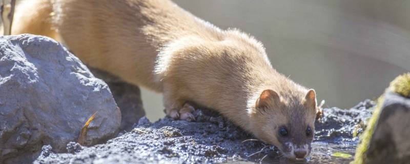 黄鼠狼喜欢吃什么肉(黄鼠狼喜欢吃什么饵料)