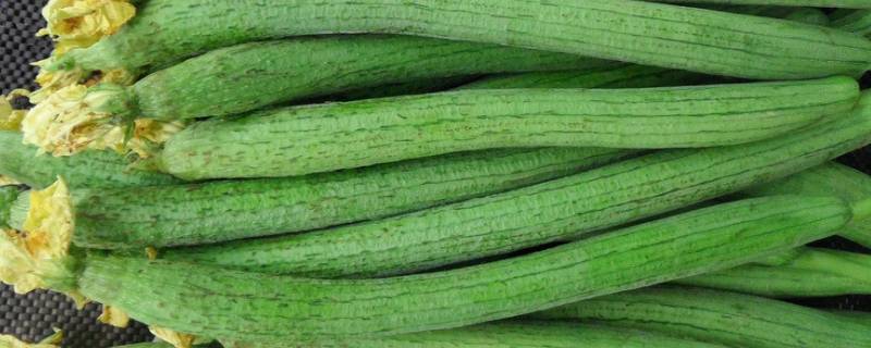 丝瓜营养价值及功效和禁忌(丝瓜可以生吃吗凉拌)