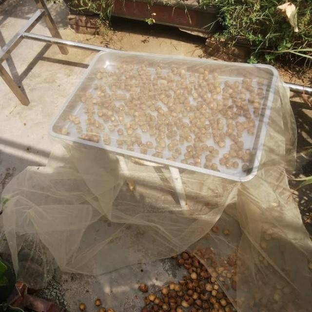 晒龙眼肉正确的方法(晒龙眼肉正确的做法)