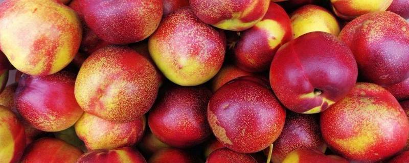油桃可以放冰箱保存吗(油桃能放冰箱里储存吗)