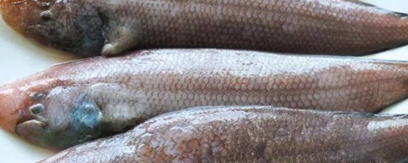 龙利鱼热量高吗减肥可以吃吗(龙利鱼热量高么)