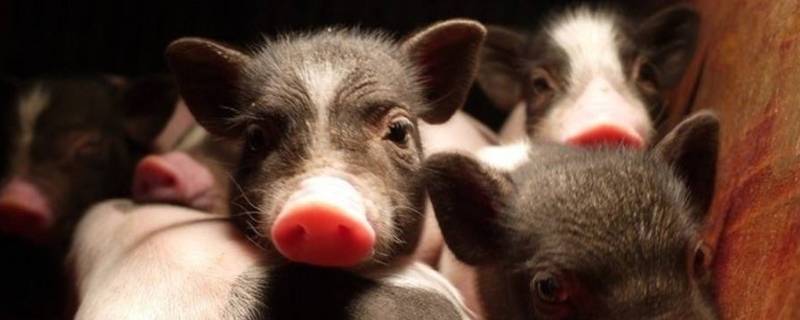 家养的动物和家畜(家畜有哪些动物)