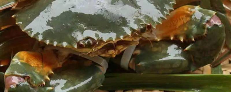 青蟹死了能吃吗(青蟹死了一晚)