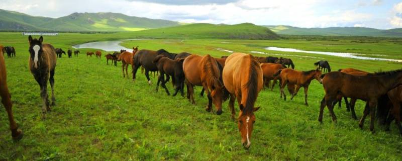 三河马的产地是在哪里(三河马的产地)