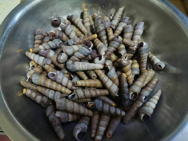 怎么炒钉螺好吃又简单方便(怎么炒钉螺视频)