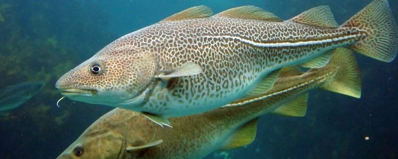 鳕鱼属于深水鱼吗(鳕鱼属于寒性食物吗)