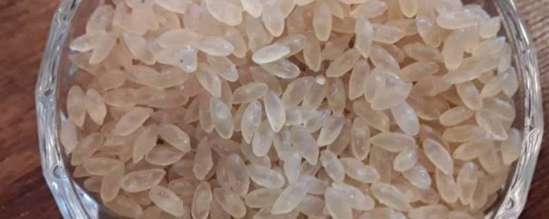 魔芋米去哪里买靠谱(魔芋米怎么做最好吃)