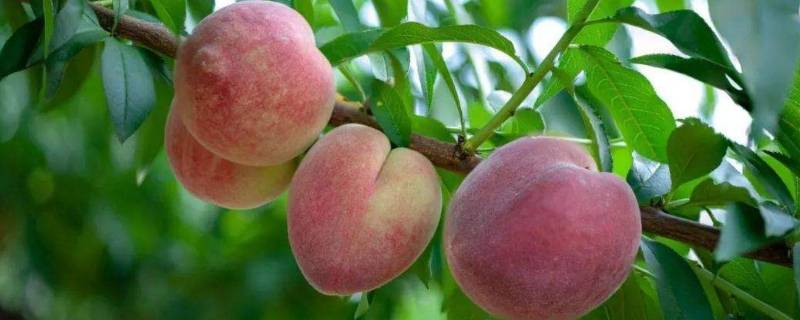 什么物品可以清除桃子表面的细毛(用什么清除桃子表面的细毛最好用)