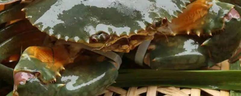 青蟹死了多久还能吃(青蟹死了多久能吃)