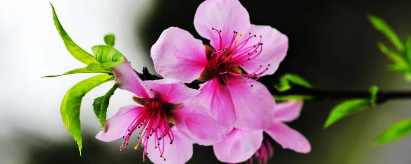 桃花的由来有哪些(桃花的名字由来是什么)