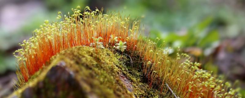 地苔藓怎么做好吃(土豆淀粉生苔藓)