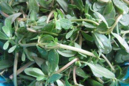 麻子菜怎么做法(麻子菜的做法大全集)