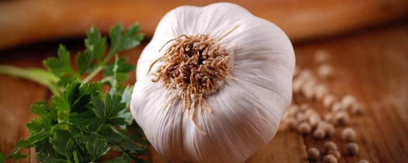 大蒜可以放冰箱保存吗(大蒜放冰箱保存可以么)