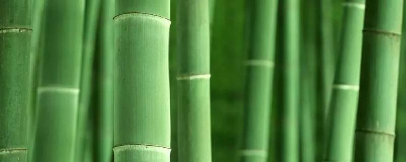 为什么竹子用碱水煮(为什么竹子用盐水泡才不裂)