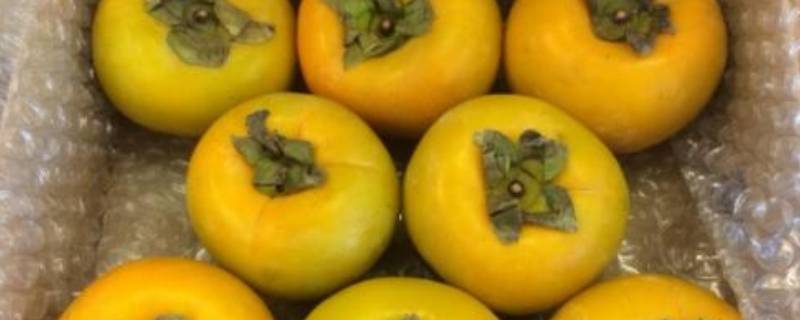 脆柿子怎么判断熟没熟(脆柿子怎么看熟不熟)