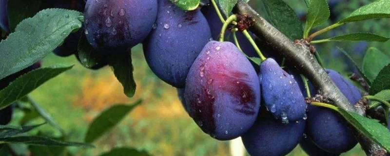 熟透的西梅(西梅熟了是什么样子的)
