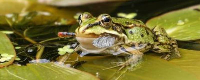 一只青蛙有几条腿一只手有几根手指头(一只青蛙的一只手有几根手指)