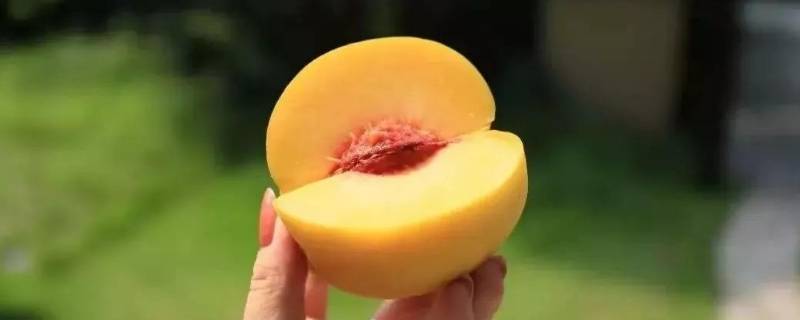 杏子和黄桃的区别(杏子与黄桃一样吗)