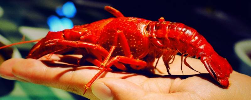 虾黄可以吃吗(虾头里的黄东西是什么能吃吗)