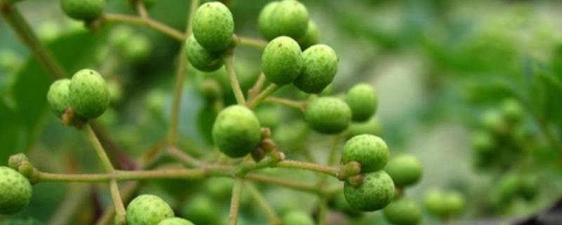 青花椒摘回来怎么保存(青花椒采摘后怎样保存)