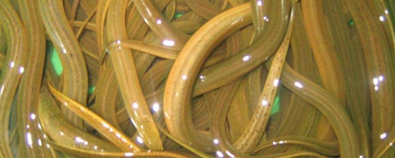 黄鳝粘液怎么洗(黄鳝粘液怎么做)