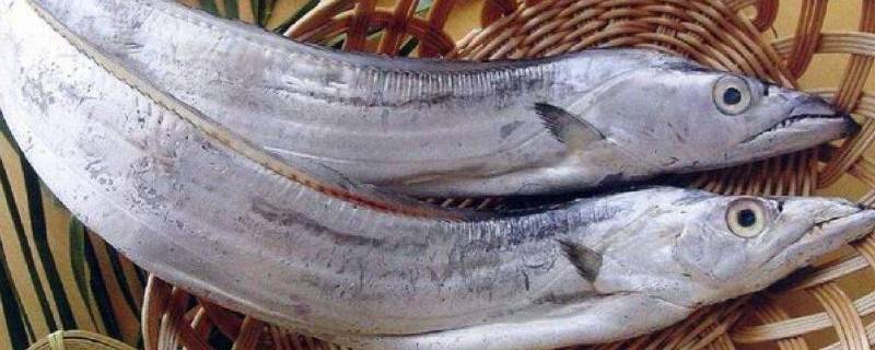 带鱼冷冻可以用热水解冻吗(带鱼冷冻可以保存多长时间)