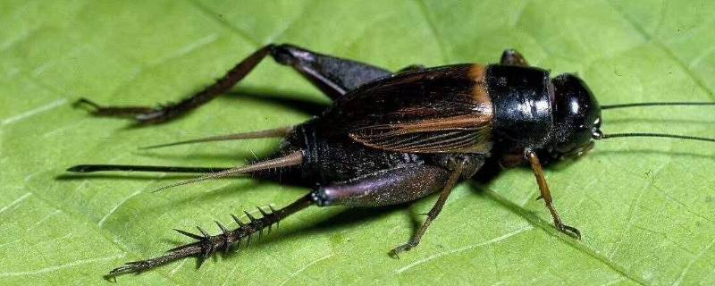 蟋蟀靠什么发出鸣叫声音(为什么雄蟋蟀会发出声音)