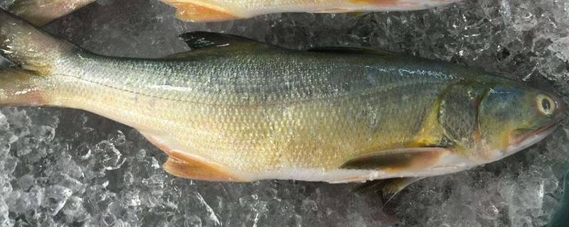 香芋的营养价值(香鱼营养价值表)