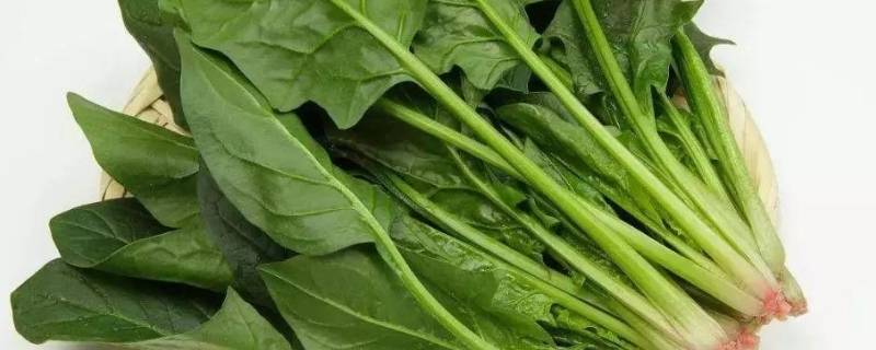 菠菜必须焯水才没草酸吗(菠菜必须焯水才能吃)