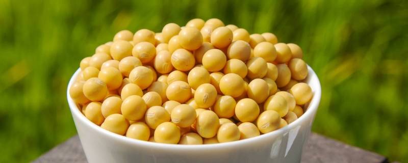 哪些蔬菜含黄体酮最高(什么蔬菜被誉为天然黄体酮)