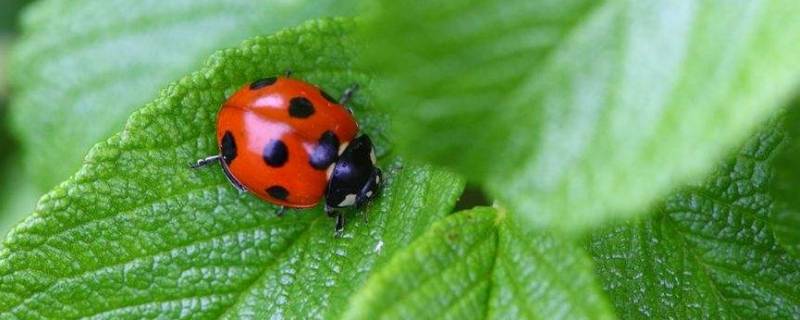 瓢虫的天敌有哪些(瓢虫的天敌是什么虫子)