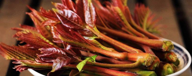 几月香椿不能吃(几月香椿能吃)