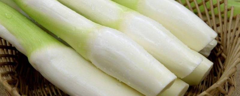 茭白还有什么叫法(茭白为什么叫茭白)