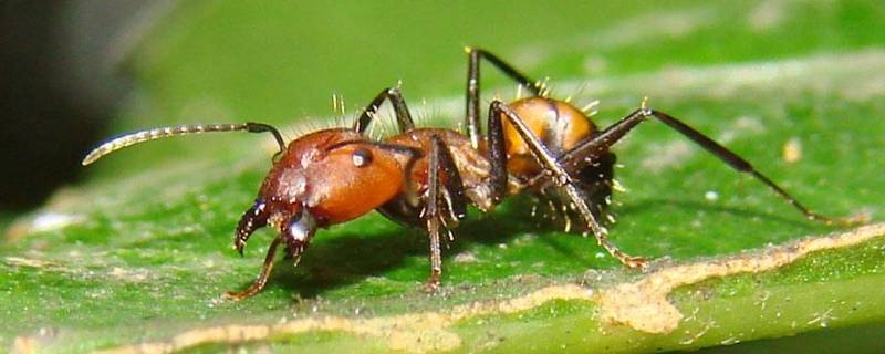 蚂蚁洞怎么辨别方向(看蚂蚁洞可以辨别方向吗)