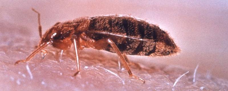 臭虫味道怎么消除(臭虫释放的味道咋消除)