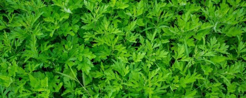 房间熏艾草的危害视频(熏艾草的烟对身体危害)