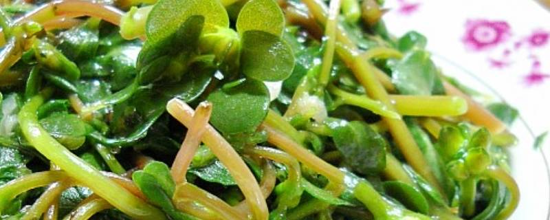 马齿苋汤的做法及配方(马齿苋如何素炒)