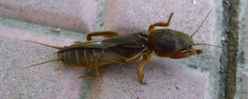 蝼蛄视频(蝼蛄吃什么饲料)