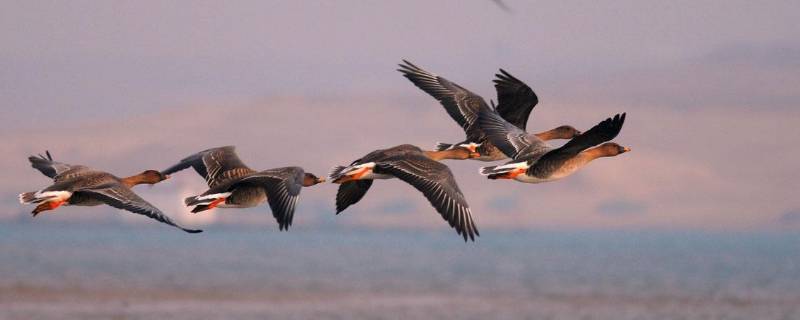 大雁飞行时为什么要排队呢(大雁飞行时为什么排成人字队形)
