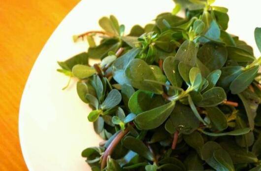 麻子菜怎么做法(麻子菜的做法大全集)